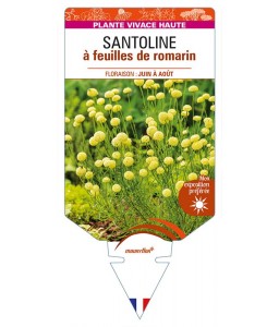 SANTOLINA rosmarinifolia voir SANTOLINE à feuilles de romarin