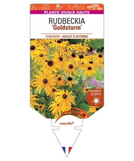 RUDBECKIA 'Goldsturm' (jaune simple) *