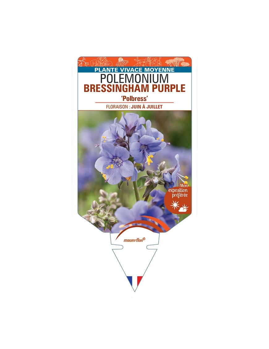 POLEMONIUM (yezoense) BRESSINGHAM PURPLE Polbress