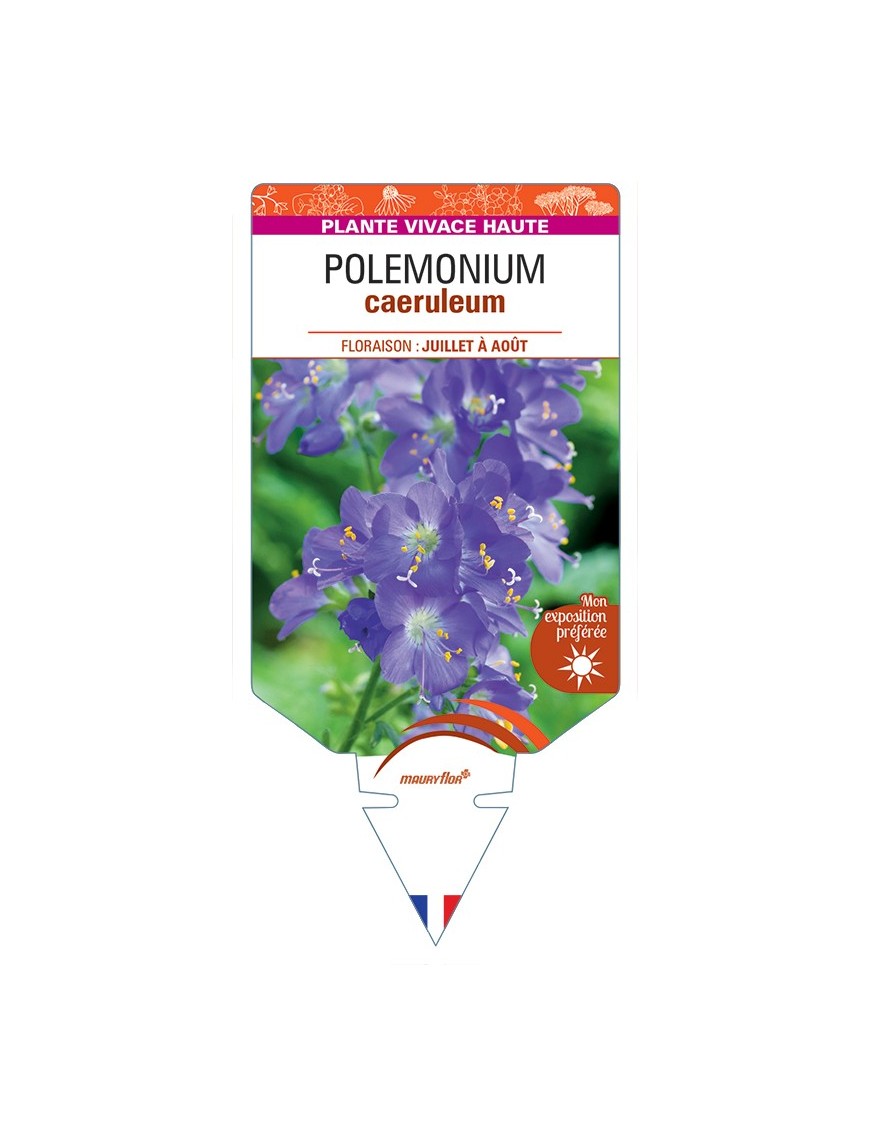 POLEMONIUM caeruleum