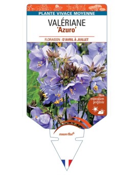 POLEMONIUM caeruleum Azuro voir Valériane