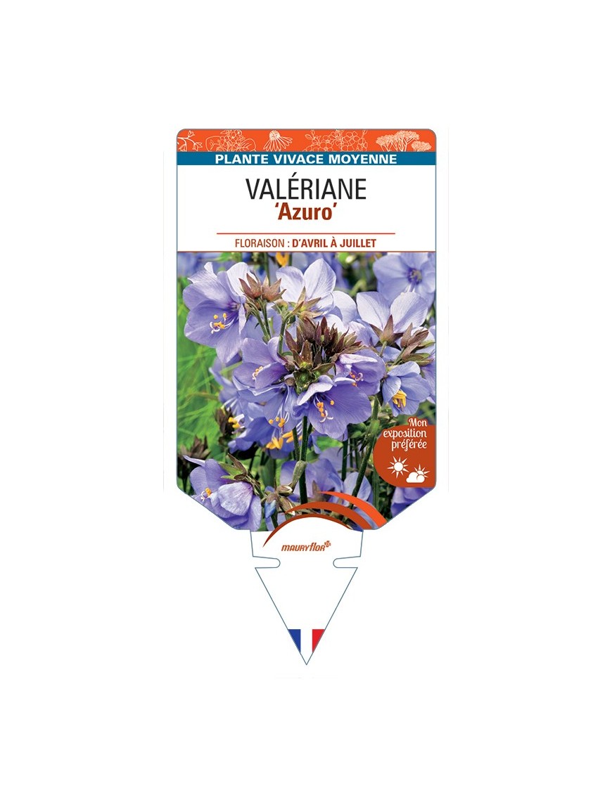 POLEMONIUM caeruleum Azuro voir Valériane