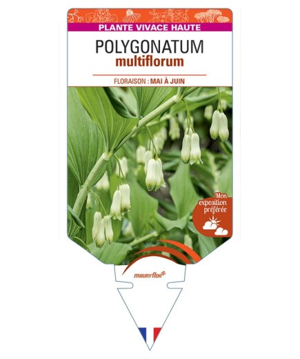POLYGONATUM MULTIFLORUM (blanc)