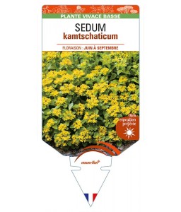 SEDUM kamtschaticum (jaune)