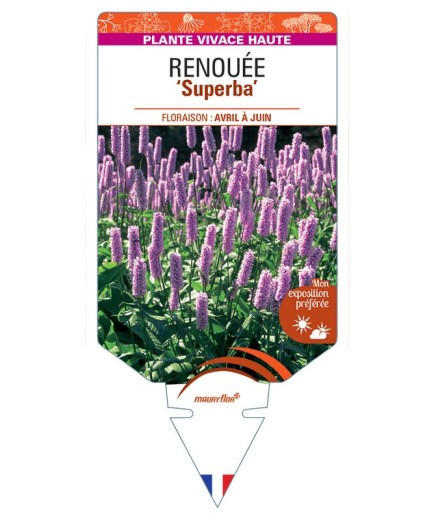 POLYGONUM BISTORTA SUPERBA voir Renouée