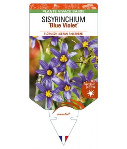 SISYRINCHIUM (bellum) 'Blue Violet'