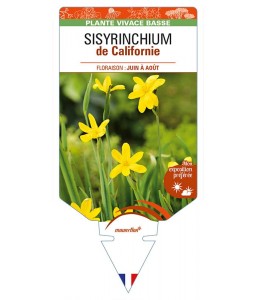SISYRINCHIUM californicum (jaune) de Californie