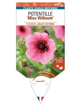 POTENTILLA (nepalensis) Miss Willmott (rose)