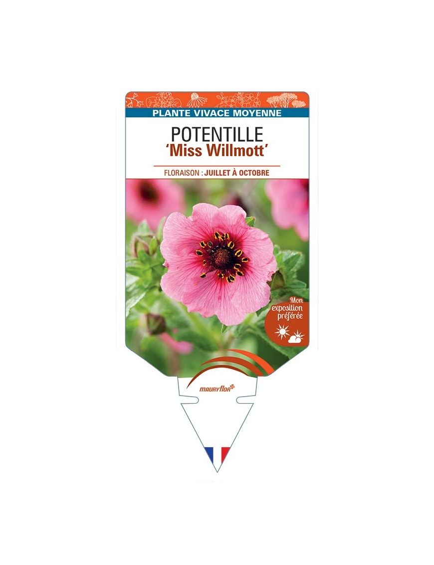 POTENTILLA (nepalensis) Miss Willmott (rose)