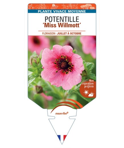 POTENTILLA (nepalensis) Miss Willmott (rose)