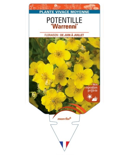 POTENTILLA (recta) Warrenni