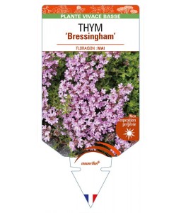 THYMUS (doerfleri) 'Bressingham'