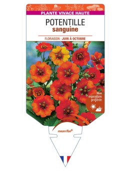 POTENTILLA atrosanguinea voir Potentille sanguine (rouge)