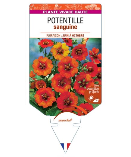 POTENTILLA atrosanguinea voir Potentille sanguine (rouge)
