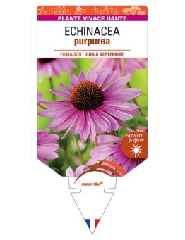 RUDBECKIA voir ECHINACEA purpurea (rouge) *