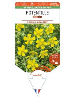 POTENTILLA aurea voir Potentille dorée