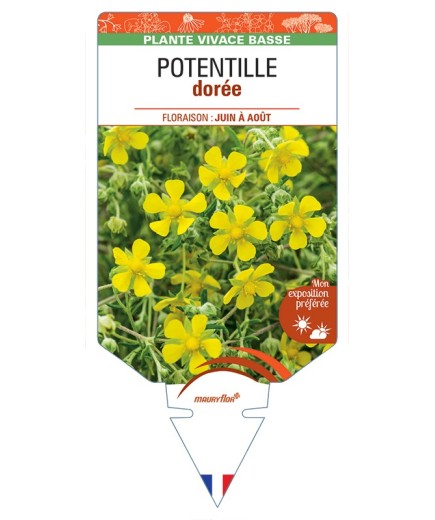 POTENTILLA aurea voir Potentille dorée