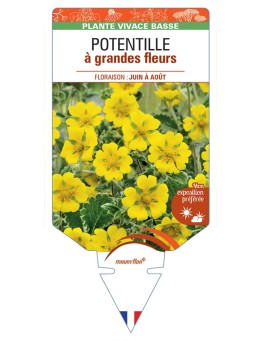 POTENTILLA megalantha voir Potentille à grandes fleurs