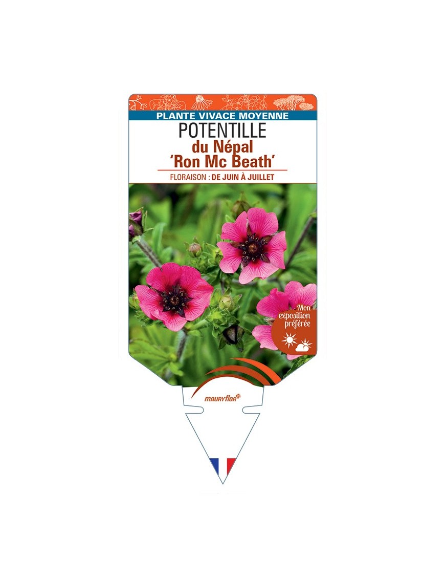 POTENTILLA nepalensis Ron Mc Beath voir Potentille du Népal