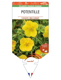 Potentille (jaune)