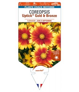 COREOPSIS Uptick® Gold & Bronze