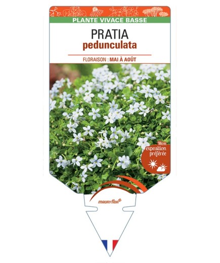 PRATIA pedunculata