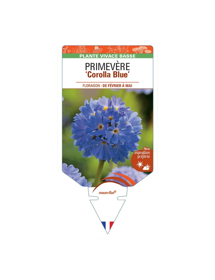 PRIMULA denticulata Corolla Blue voir Primevère
