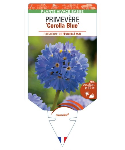 PRIMULA denticulata Corolla Blue voir Primevère