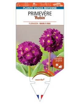 PRIMULA denticulata Rubin voir Primevère