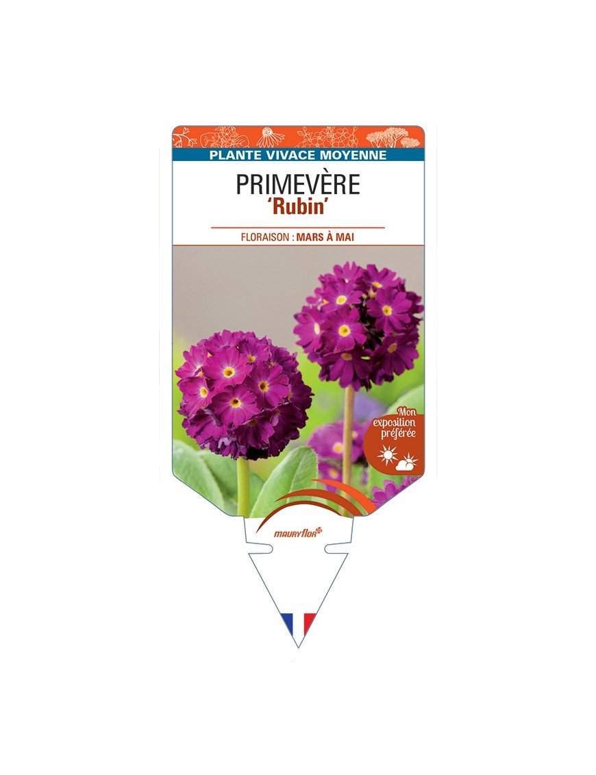 PRIMULA denticulata Rubin voir Primevère