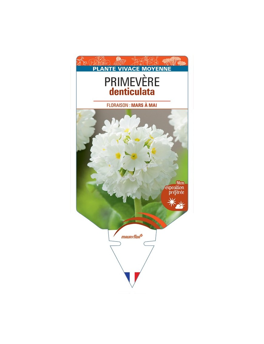 PRIMULA denticulata voir Primevère (blanc)
