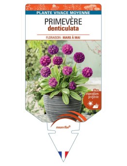 PRIMULA DENTICULATA voir Primevère (rouge)