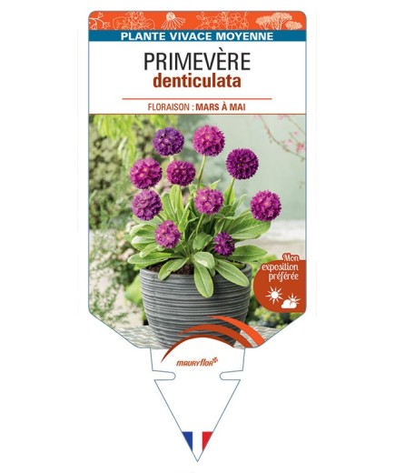 PRIMULA DENTICULATA voir Primevère (rouge)