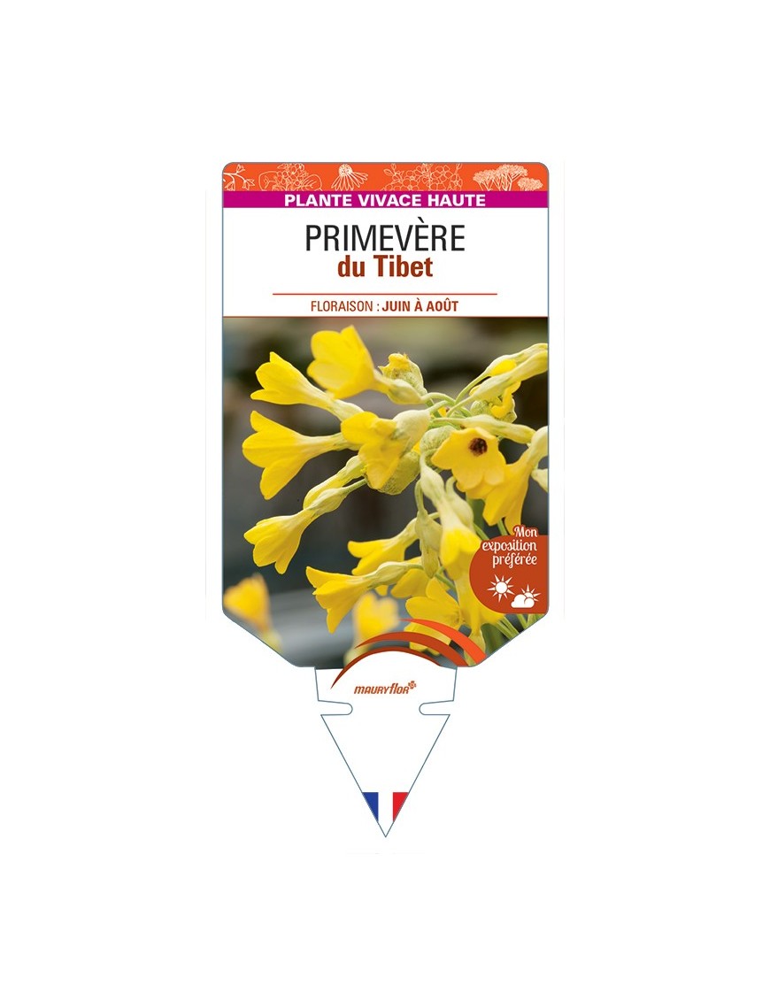 PRIMULA florindae voir Primevère du Tibet
