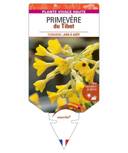 PRIMULA florindae voir Primevère du Tibet