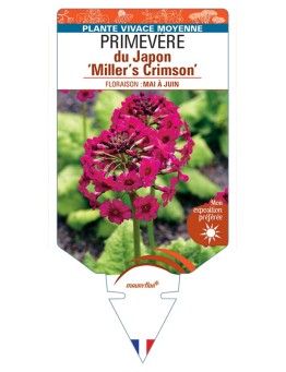 PRIMULA japonica Miller's Crimson voir Primevère du Japon
