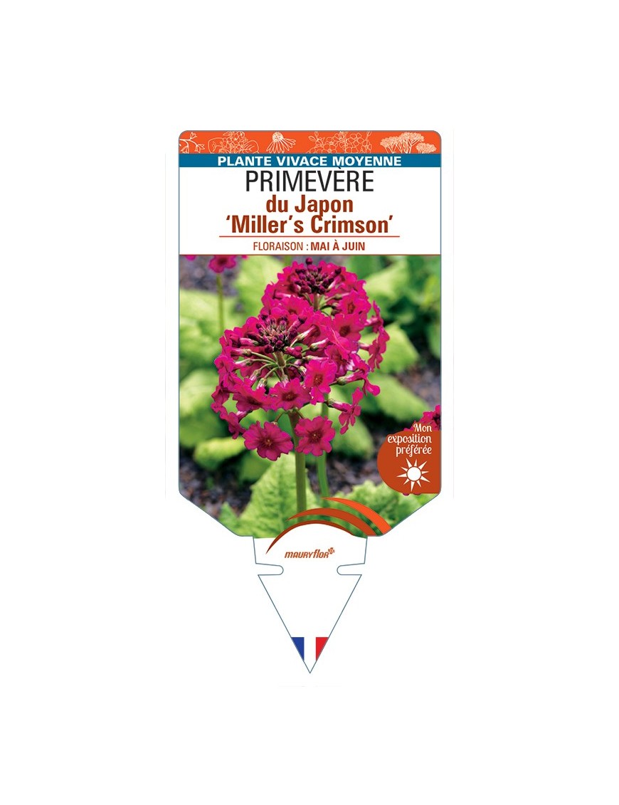 PRIMULA japonica Miller's Crimson voir Primevère du Japon