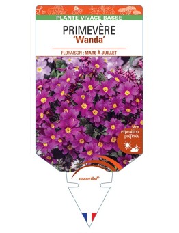 PRIMULA Juliae Wanda voir Primevère