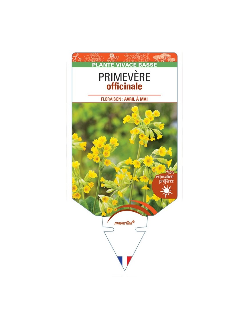 PRIMULA veris voir Primevère officinale