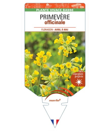 PRIMULA veris voir Primevère officinale