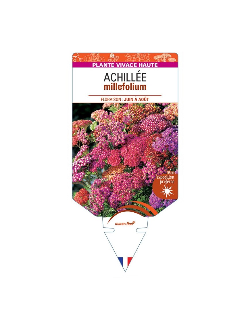 ACHILLEA (millefolium varié)