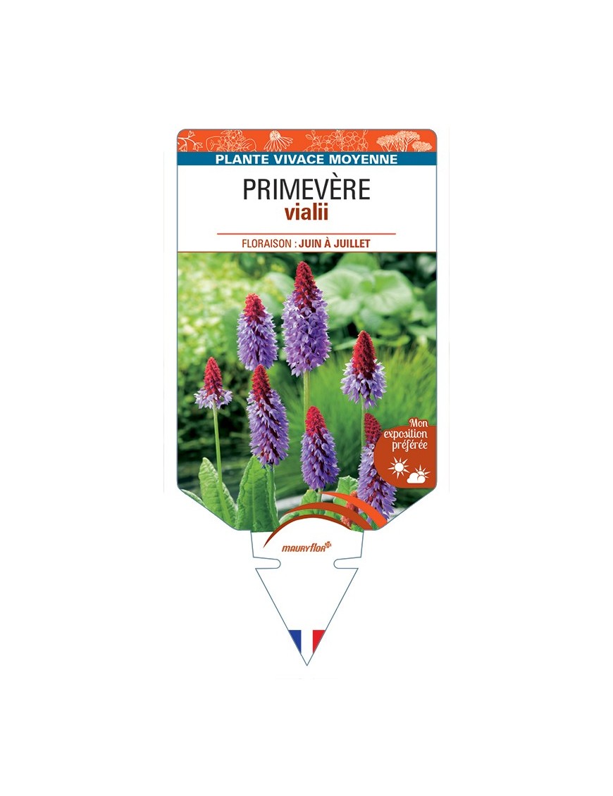 PRIMULA vialii voir Primevère