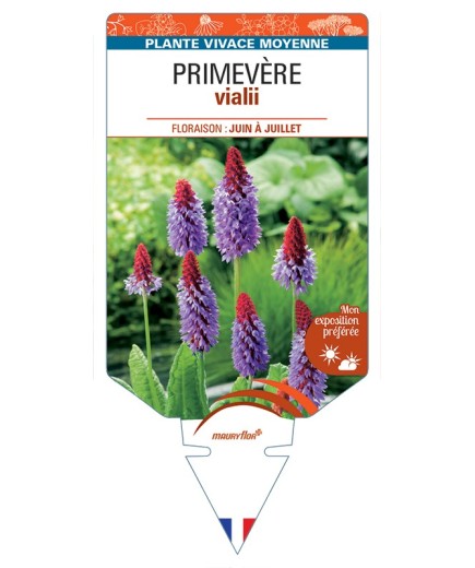 PRIMULA vialii voir Primevère