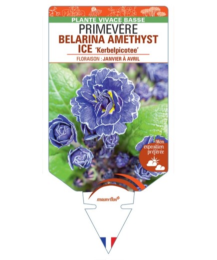 PRIMULA vulgaris (double) BELARINA AMETHYST ICE Kerbelpicotee voir Primevère