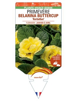 PRIMULA vulgaris (double) BELARINA BUTTERCUP Kerbelbut voir Primevère