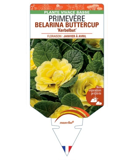 PRIMULA vulgaris (double) BELARINA BUTTERCUP Kerbelbut voir Primevère