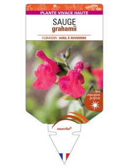 SALVIA (microphylla) voir SAUGE grahamii *