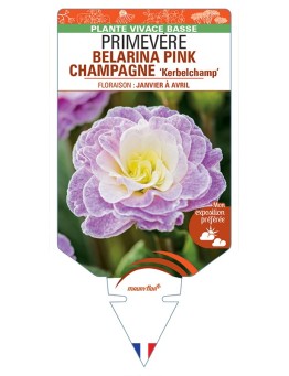 PRIMULA vulgaris (double) BELARINA PINK CHAMPAGNE Kerbelchamp voir Primevère