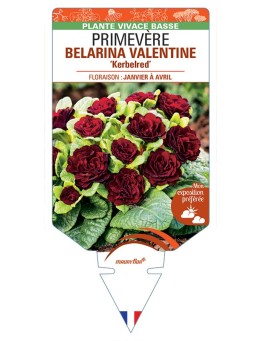 PRIMULA vulgaris BELARINA VALENTINE Kerbelred voir Primevère