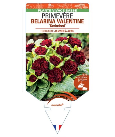 PRIMULA vulgaris BELARINA VALENTINE Kerbelred voir Primevère